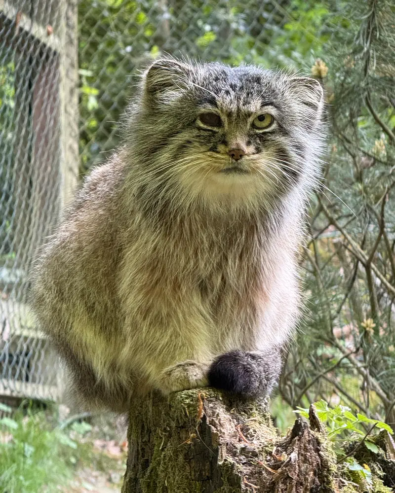 オペル動物園のバトゥの写真