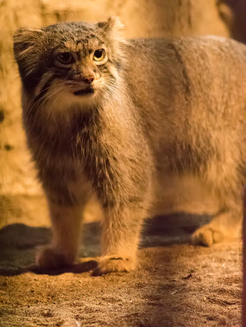 野毛山動物園のフィーガの写真