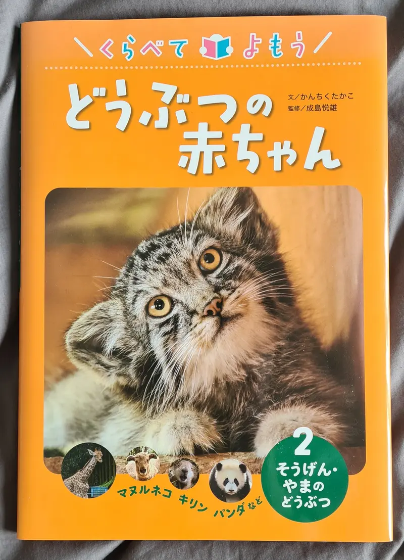 マヌルネコの写真