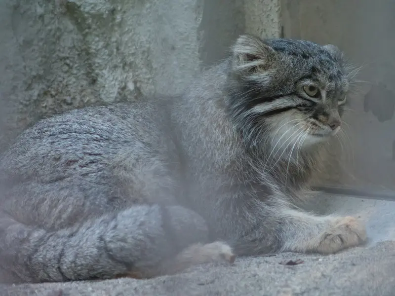野毛山動物園のフィーガの写真