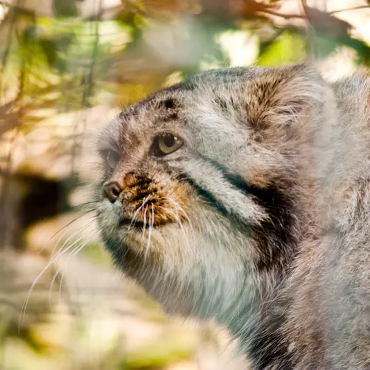 マクデブルク動物園のジョナサンの写真