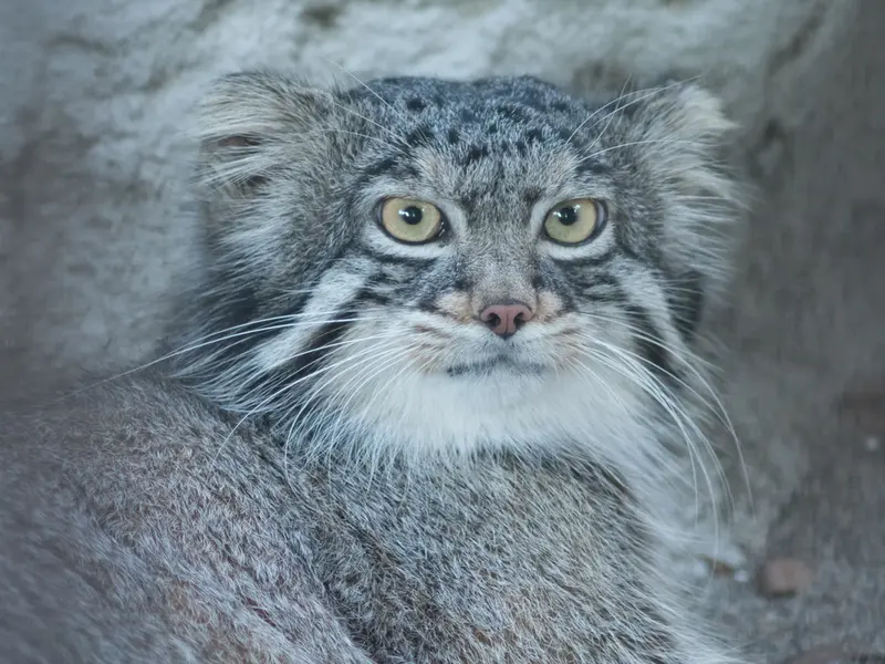 野毛山動物園のフィーガの写真