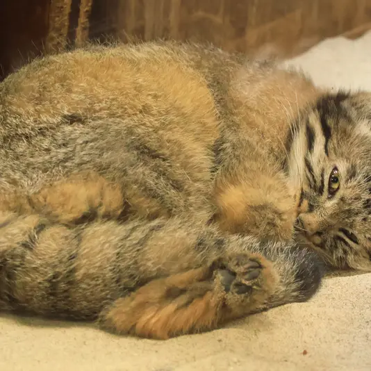 恩賜上野動物園のアブリコースの写真