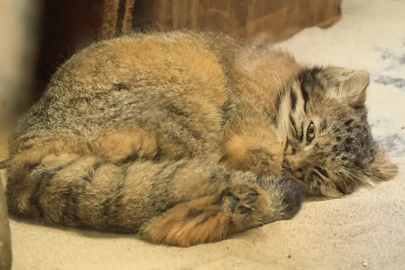 恩賜上野動物園のアブリコースの写真