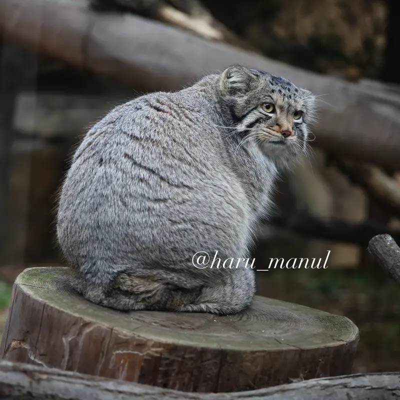 那須どうぶつ王国のナゴムの写真