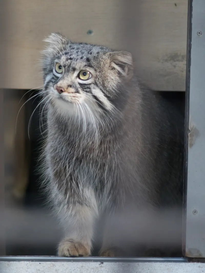 野毛山動物園のフィーガの写真
