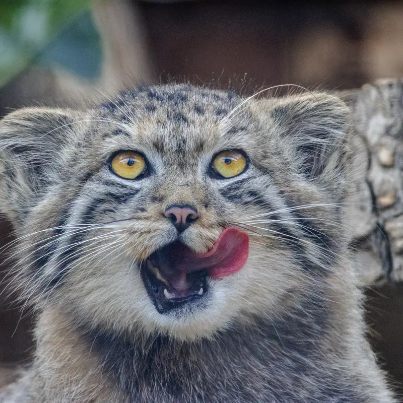 レニングラード動物園のマヌルネコの写真