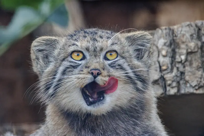 レニングラード動物園のマヌルネコの写真