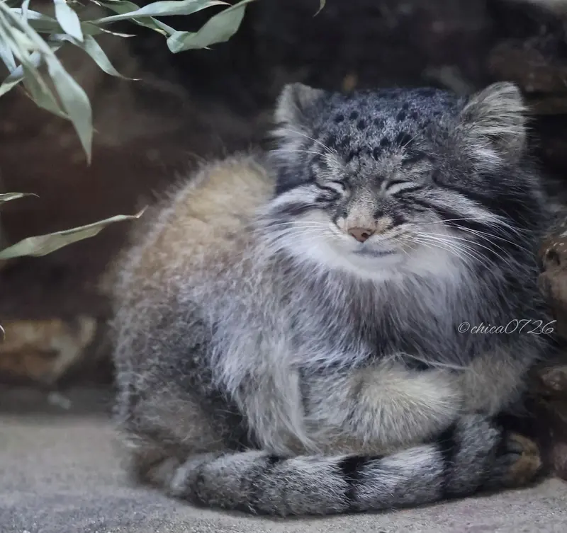 恩賜上野動物園のフィーガの写真
