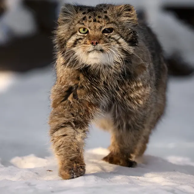 ノヴォシビルスク動物園のカラガンダの写真