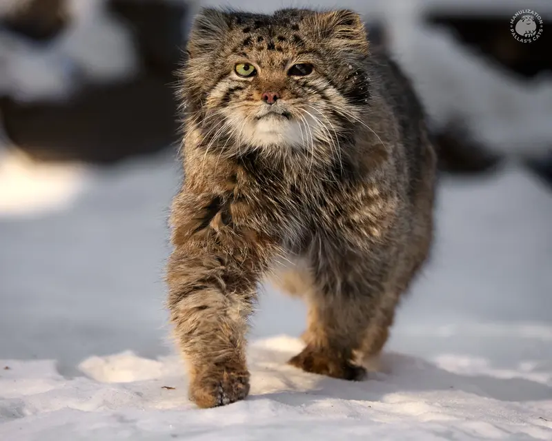 ノヴォシビルスク動物園のカラガンダの写真
