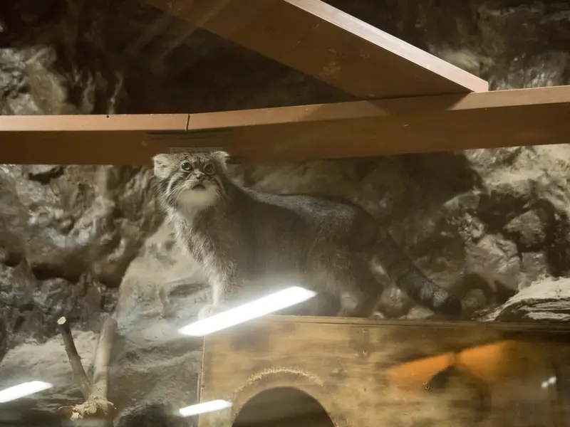 恩賜上野動物園のクリョンの写真