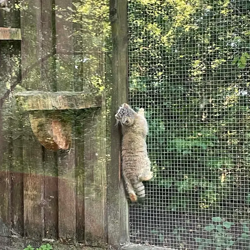 コシツェ動物園のアラニの子（2026年生まれ）Ⅱの写真