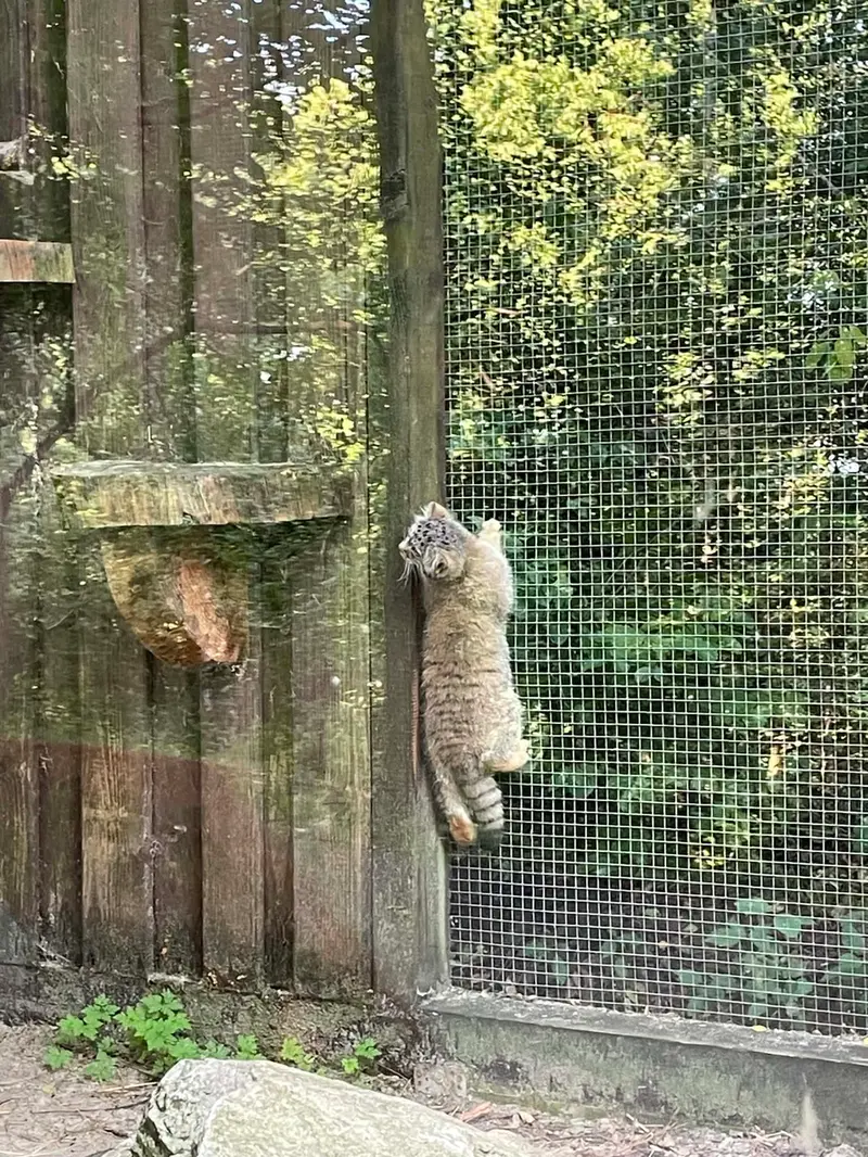 コシツェ動物園のアラニの子（2026年生まれ）Ⅱの写真
