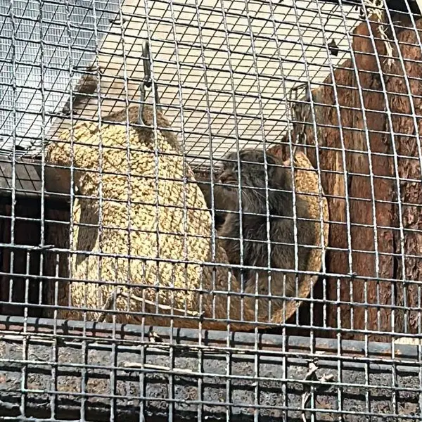 レニングラード動物園のペペの写真