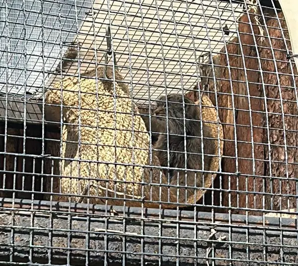 レニングラード動物園のペペの写真