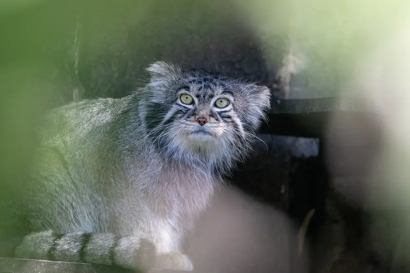 モスクワ動物園のティモフェイの写真