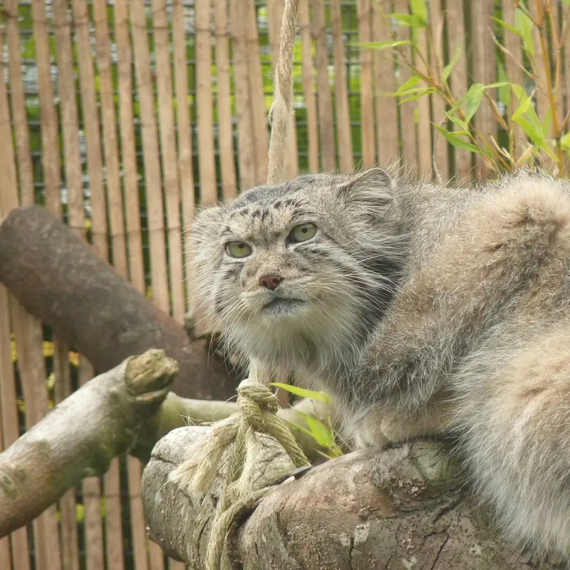 エディンバラ動物園のアキコの写真