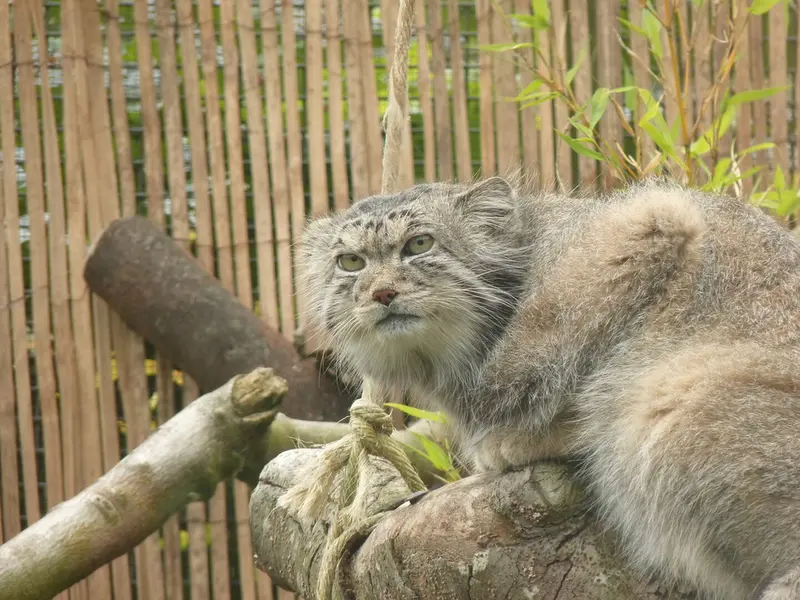 エディンバラ動物園のアキコの写真