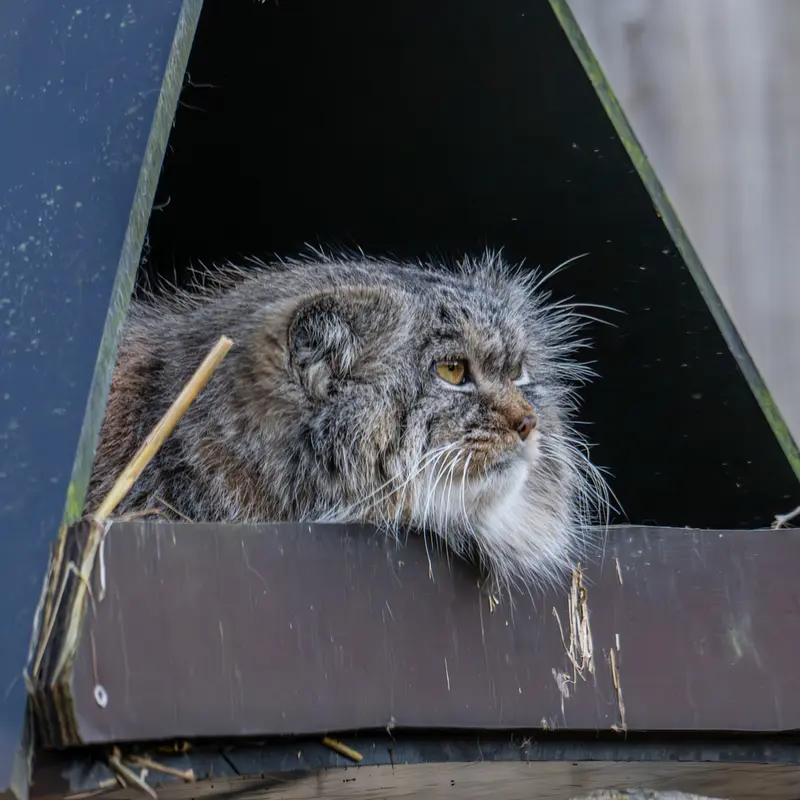 トレゴムール動物園のイウォークの写真
