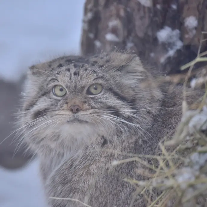 ノヴォシビルスク動物園のラストチカの写真