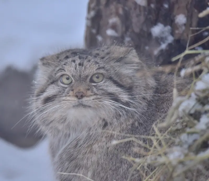 ノヴォシビルスク動物園のラストチカの写真