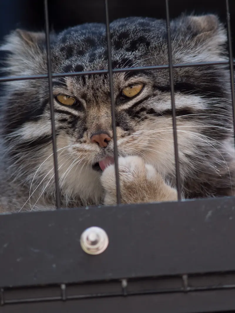 旭山動物園のグルーシャの写真