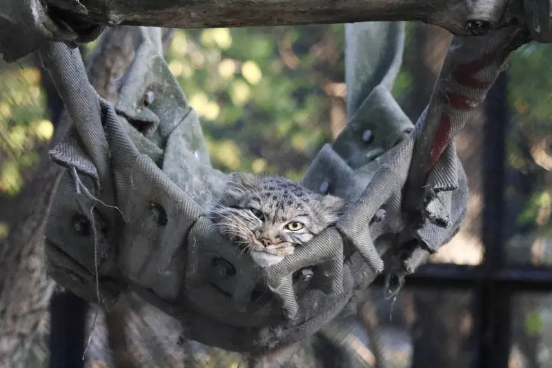ノヴォシビルスク動物園のマヌルネコの写真