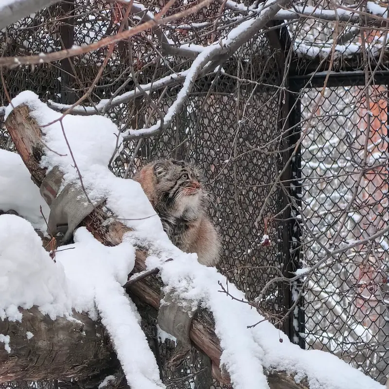 ノヴォシビルスク動物園のアチの写真