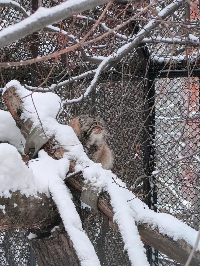 ノヴォシビルスク動物園のアチの写真
