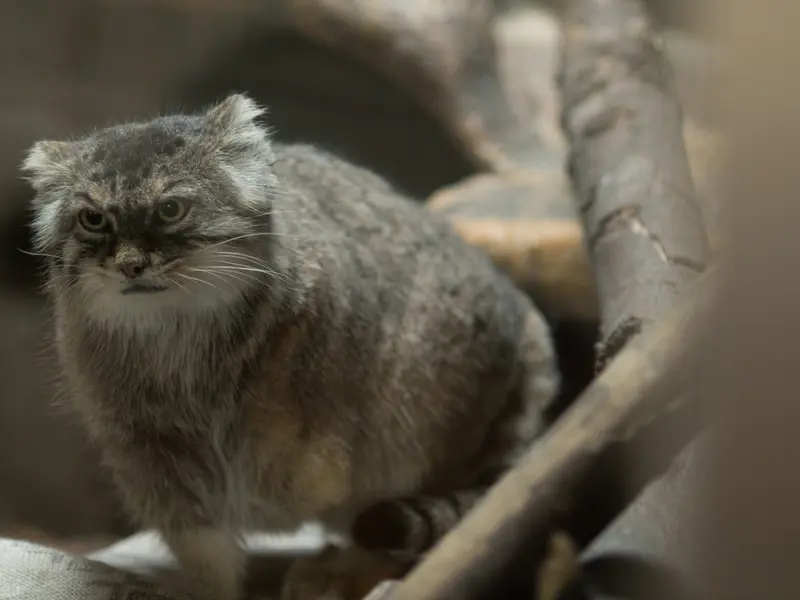 恩賜上野動物園のプリームラの写真
