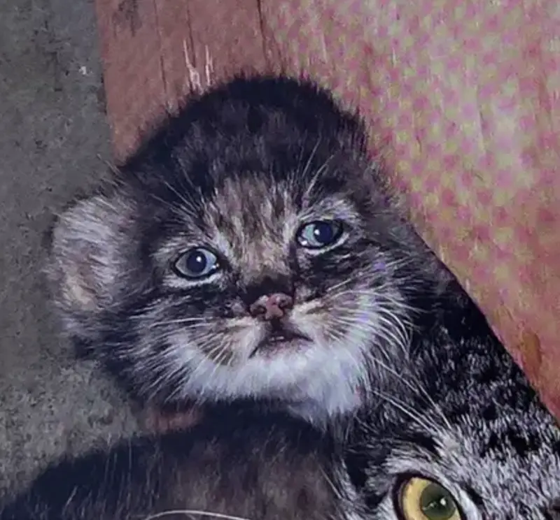マヌルネコの写真