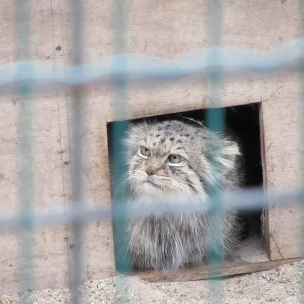 マクデブルク動物園のマヌエラの写真