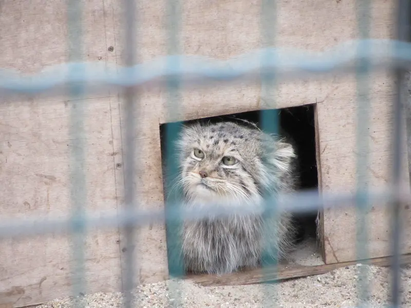 マクデブルク動物園のマヌエラの写真