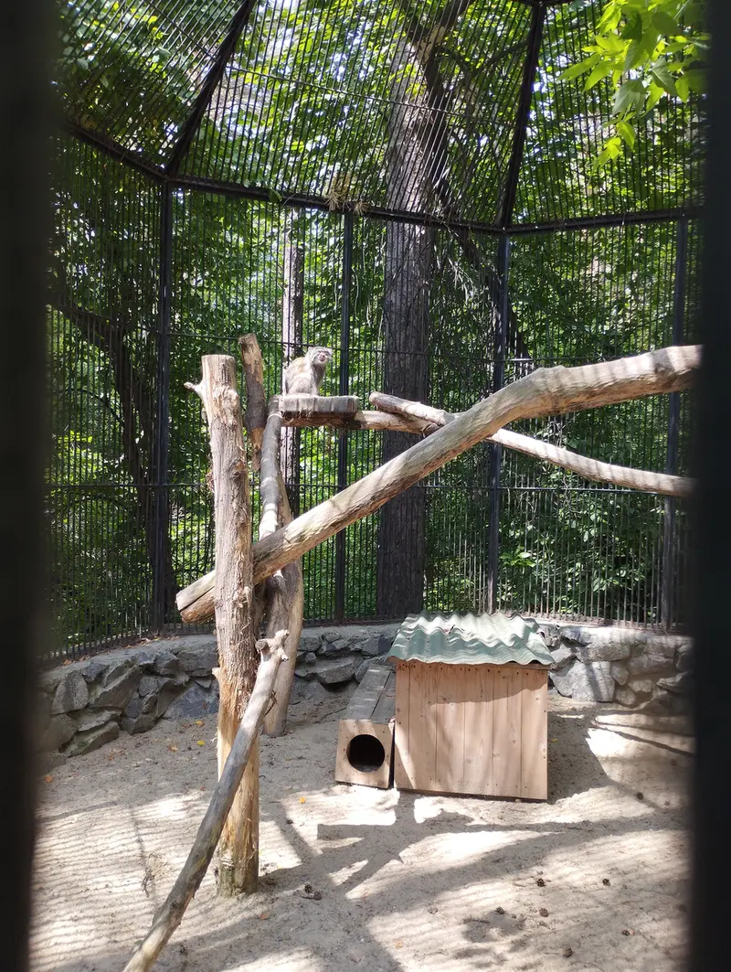 ノヴォシビルスク動物園のマヌルネコの写真