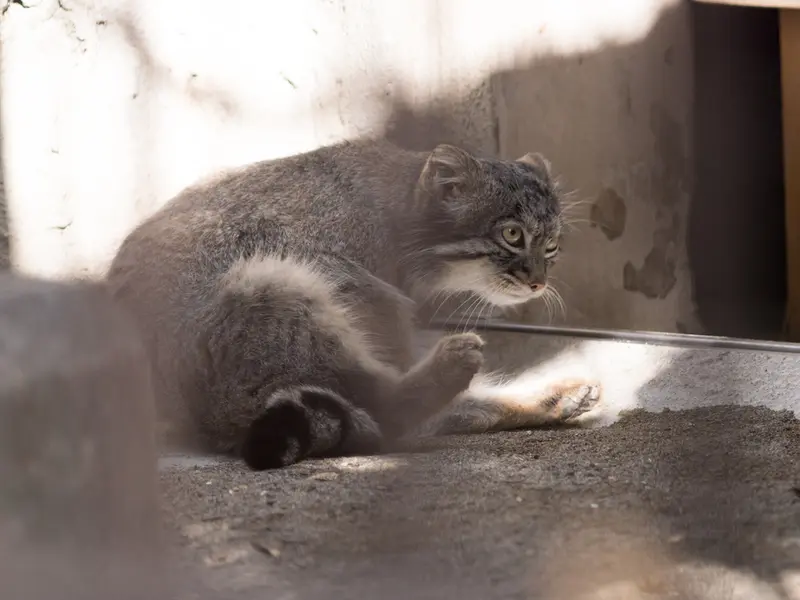 野毛山動物園のフィーガの写真