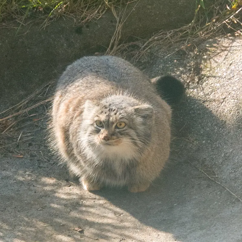エディンバラ動物園のダッチェスの写真