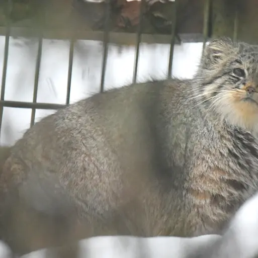 オペル動物園のバトゥの写真