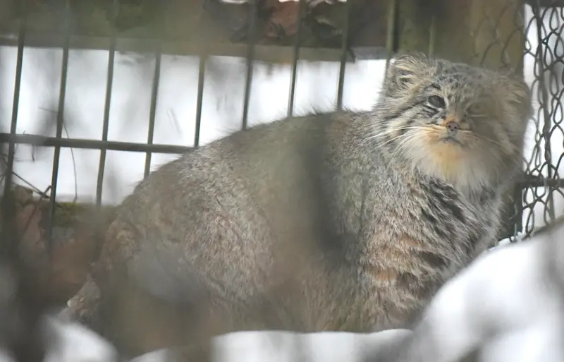 オペル動物園のバトゥの写真