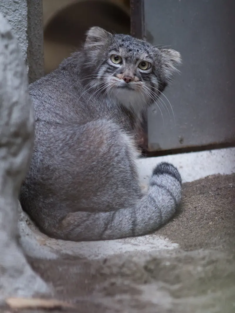 野毛山動物園のフィーガの写真