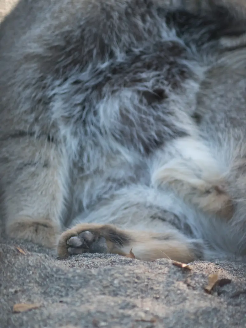野毛山動物園のフィーガの写真