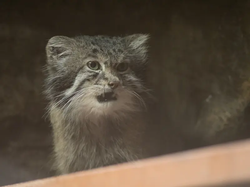 恩賜上野動物園のクリョンの写真