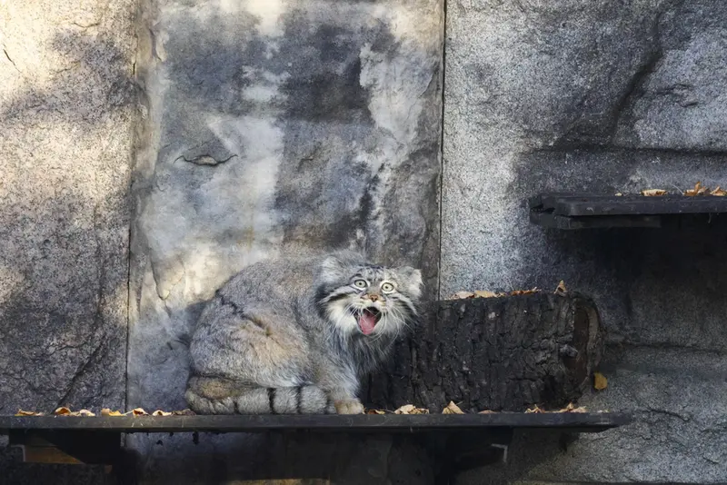 モスクワ動物園のティモフェイの写真