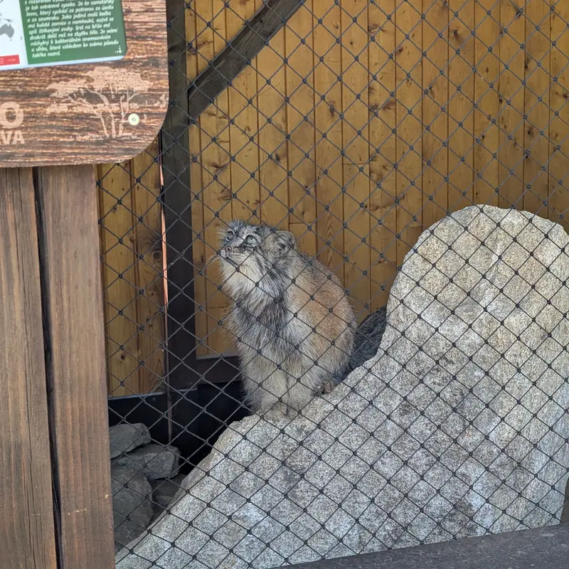 イフラヴァ動物園のルガシャの写真