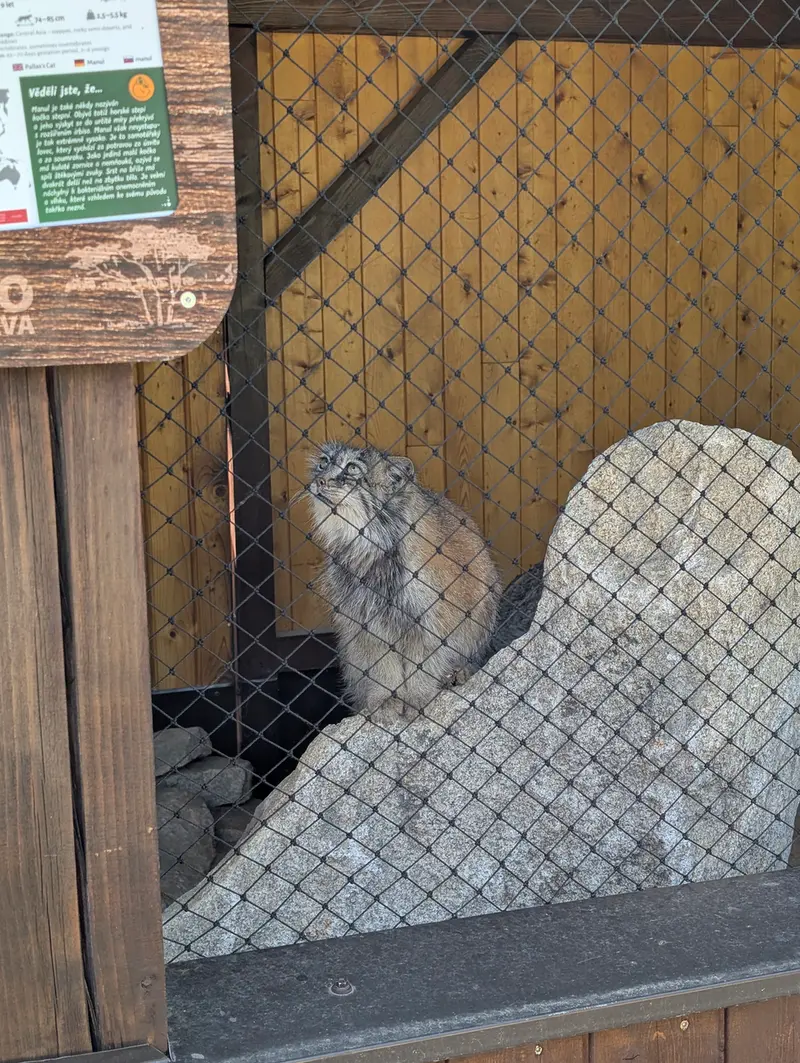 イフラヴァ動物園のルガシャの写真