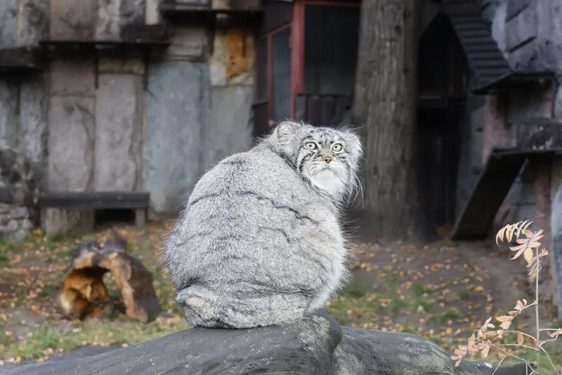 モスクワ動物園のティモフェイの写真