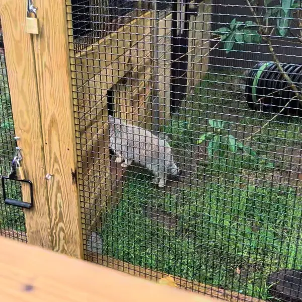 エルムウッド・パーク動物園のレザの写真