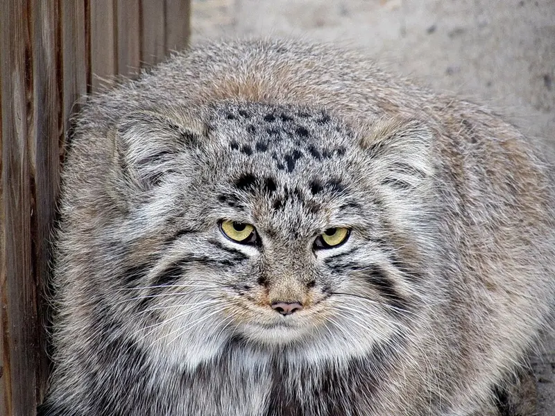 ノヴォシビルスク動物園のマヌルネコの写真