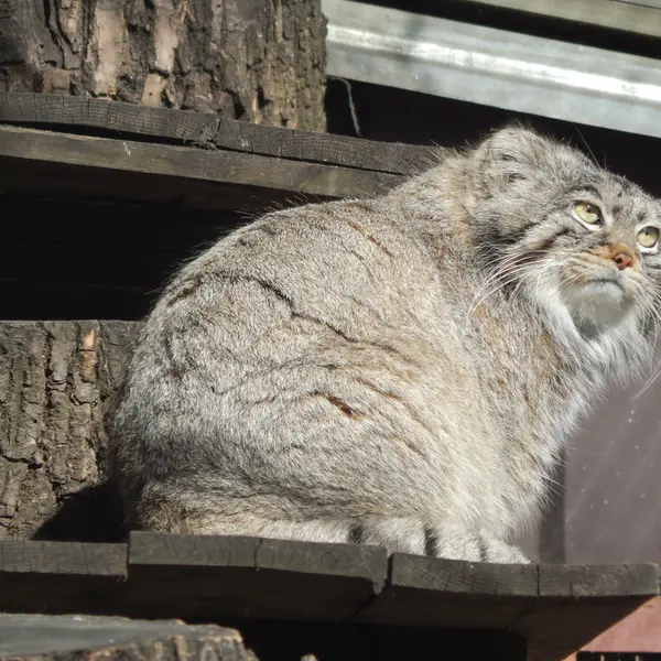 モスクワ動物園のティモフェイの写真