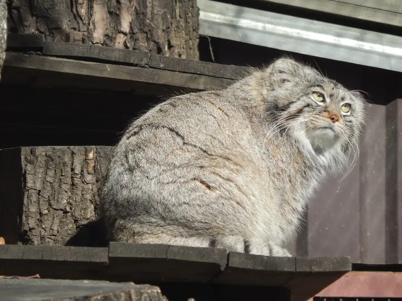 モスクワ動物園のティモフェイの写真